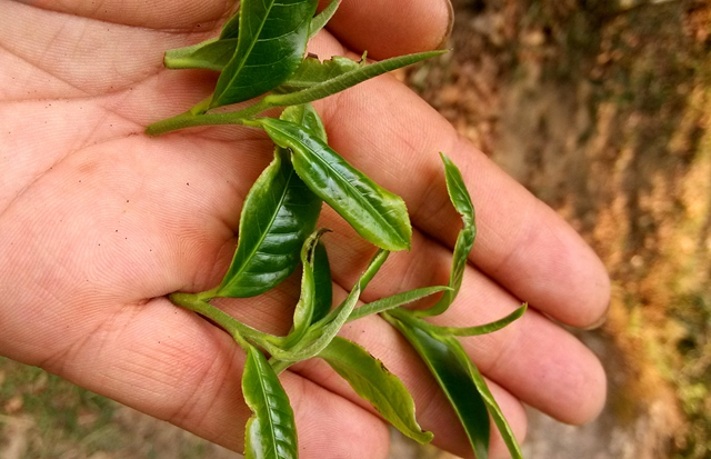 今年普洱春茶品质、价格、销量如何?